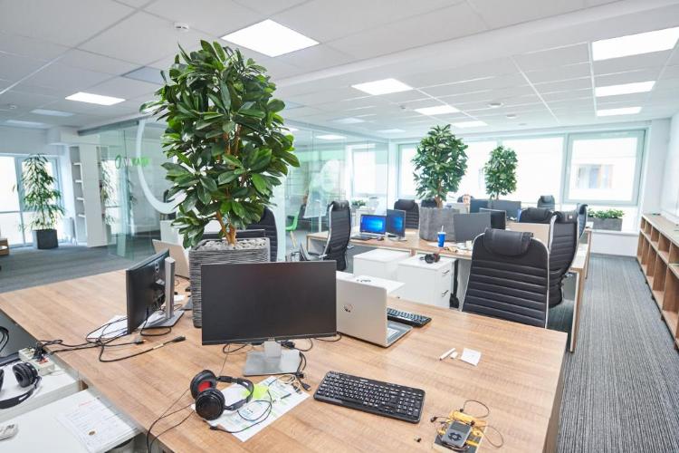 Озеленение офиса искусственными растениями OOG10