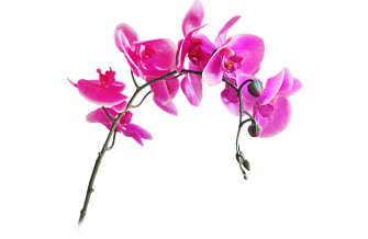 Искусственный цветок Орхидея малая фуксия