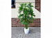 Аренда искусственного дерева Бамбук кустарниковый 150 