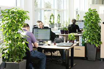 Озеленение офиса искусственными растениями OOG13