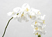 Искусственный цветок Орхидея 110см. FG-GT-A53 белая