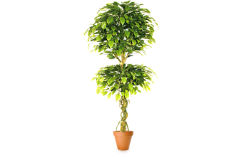 Искусственное растение Фикус бенджамина топиарий двойной