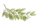 Искусственное ампельное растение FG-87CAN842_12