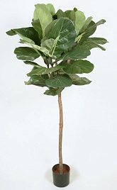 Искусственное растение Фикус Лирита