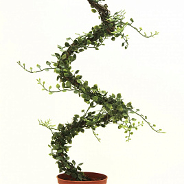 Искусственное растение Мюленбекия