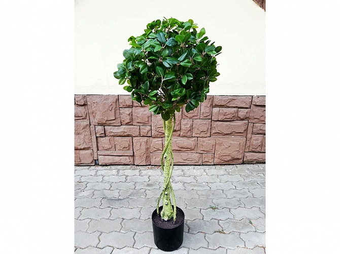 Аренда искусственного растения Chinese Ficus 120