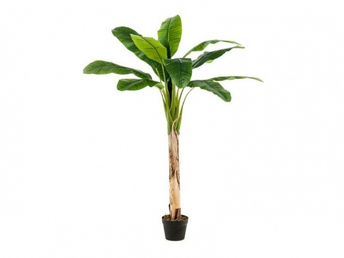 Аренда искусственного растения Банановое дерево 150