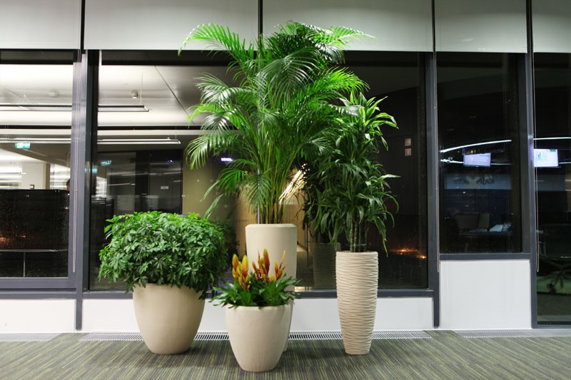 Озеленение бизнес центра искусственными растениями OBCG4