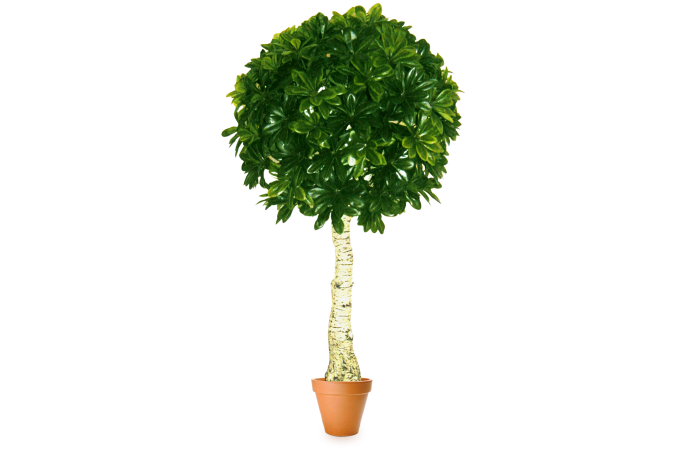 Искусственное дерево Питтоспорум шар