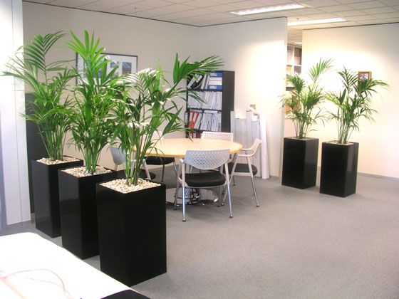 Озеленение переговорных комнат искусственными растениями OOG15