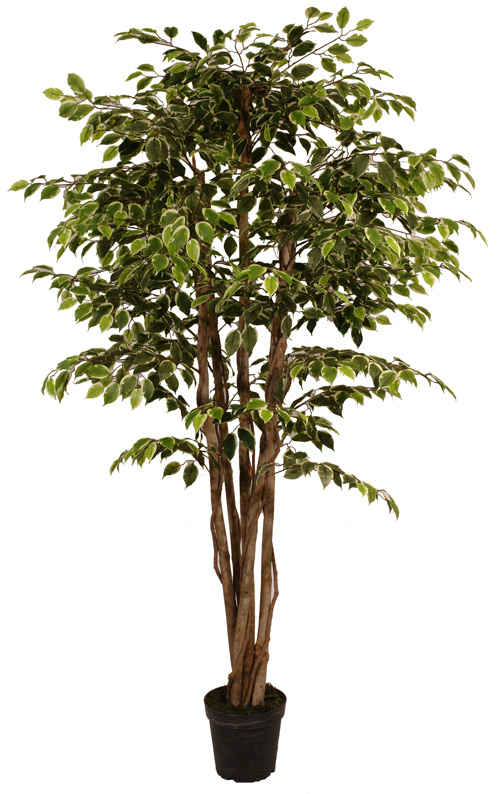 Искусственное дерево Фикус бенджамина FG017