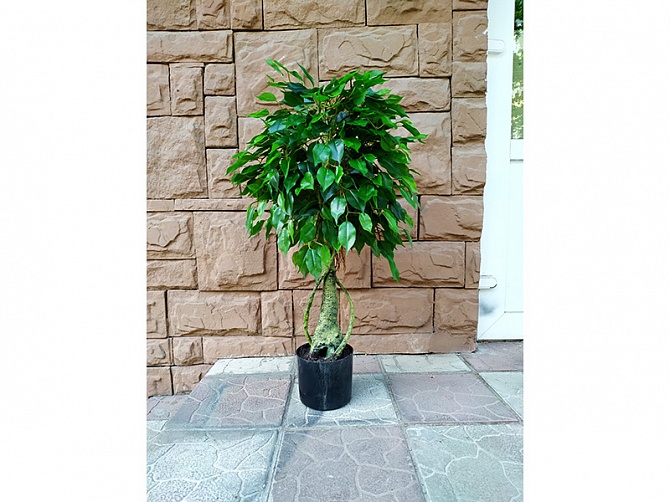 Аренда искусственного растения Ficus 90