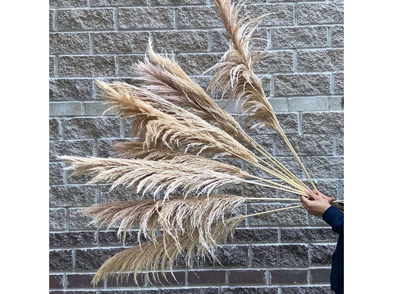 Ветка декоративная трава пампасная пшеничная FG-7-001
