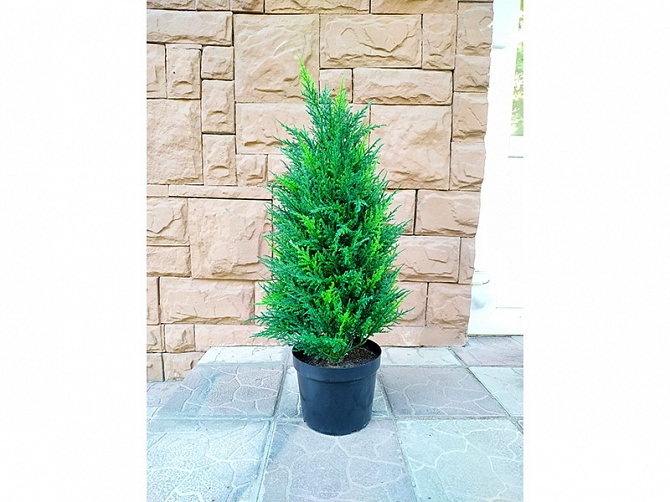 Аренда искусственного растения Cypress Tower 90