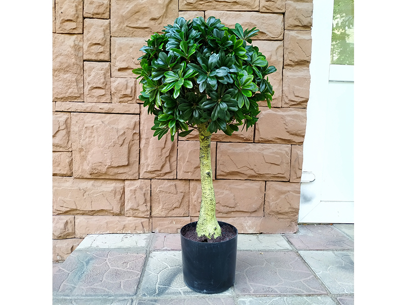 Искусственное растение Pittisporum Topiary 90 