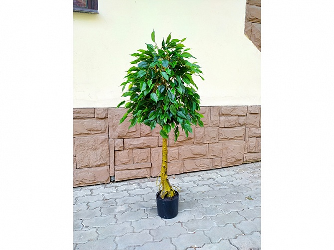 Аренда искусственного растения Ficus Topiary 120