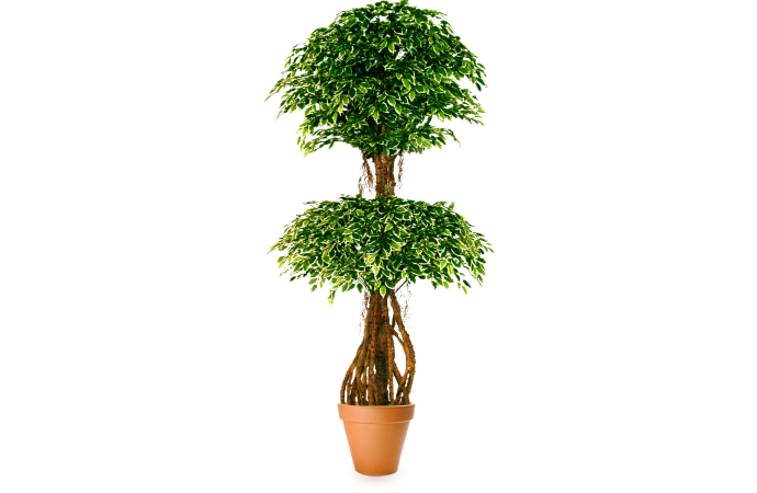 Искусственное растение Фикус бенджамина пестролистный топиарий двойной