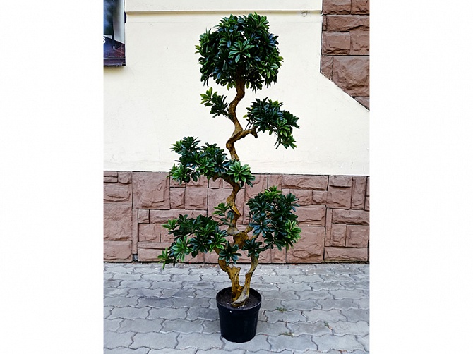 Аренда искусственного растения Pittisporum Bonsai 150