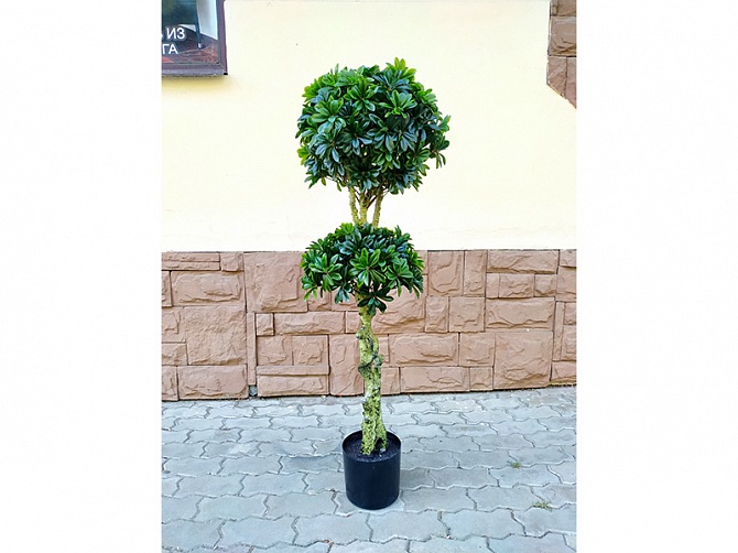 Аренда искусственного растения Pittisporum Double 137