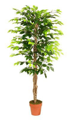 Искусственное растение Фикус бенджамина FG03