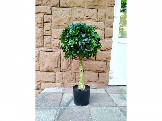 Аренда искусственного растения Pittisporum Topiary 90