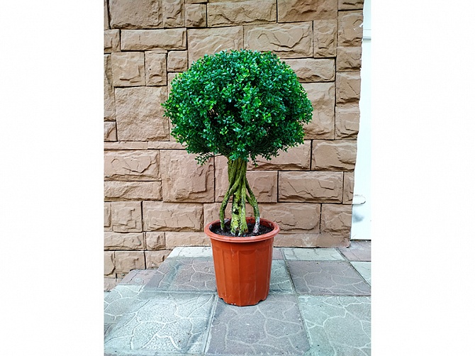 Аренда искусственного растения Boxwood Topiary 90