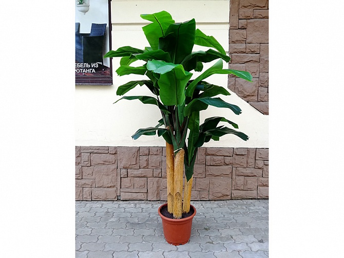 Аренда искусственного растения Banana 210