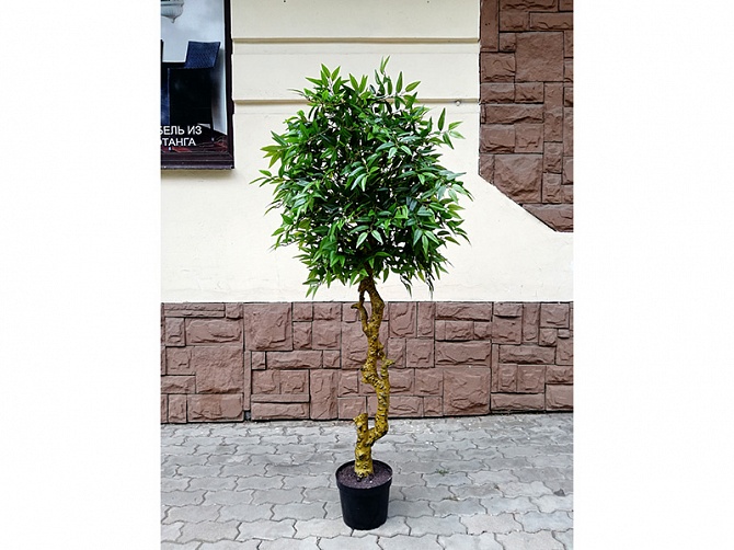 Аренда искусственного растения French Ficus 180