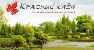 Красный клен Красный клен