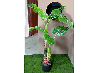 Искусственное растение Монстера тропическая 130 