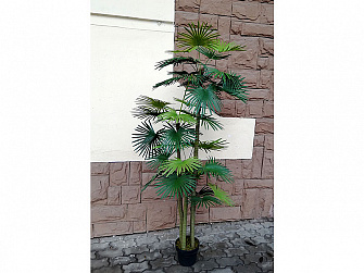 Аренда дерево искусственное Пальма Вашингтония 180