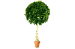 Искусственное дерево Питтоспорум шар