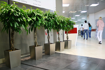 Озеленение бизнес центра искусственными деревьями OBCG1