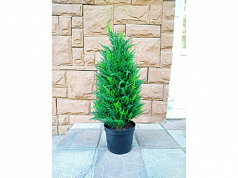 Аренда искусственного растения Cypress Tower 90