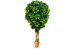 Искусственное дерево Питтоспорум 