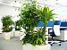 Озеленение офиса искусственными растениями OOG9