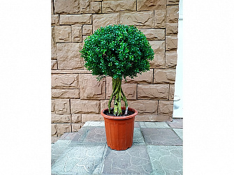 Аренда искусственного растения Boxwood Topiary 90