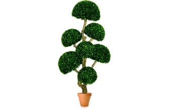 Искусственное растение Самшит с семью шапками 