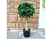 Искусственное растение Pittisporum Topiary 90 