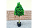 Искусственное растение Boxwood Tower Half 120