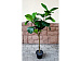 Искусственное растение Ficus Лирата 120 cm