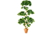 Искусственное дерево Питтоспорум шапочный