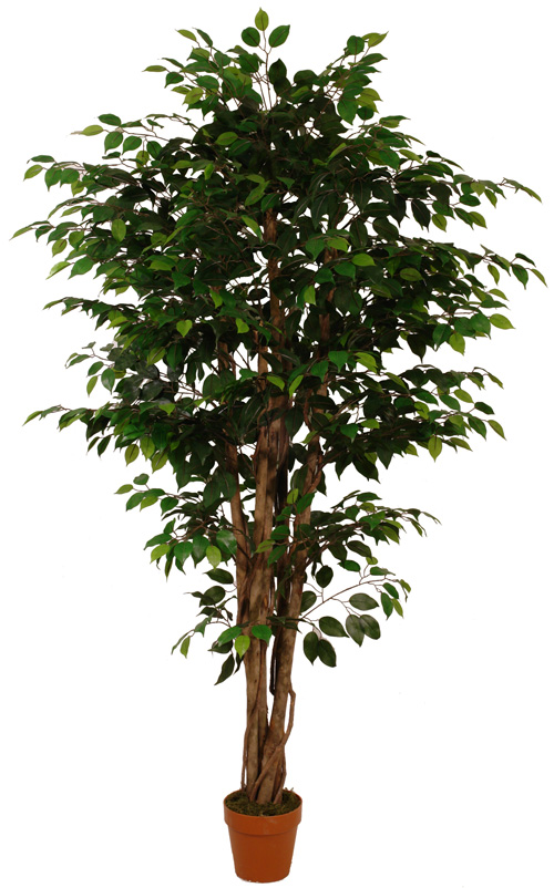 Искусственное дерево Фикус бенджамина FG014