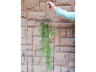Растение искусственное Аспарагус с корешками 110 см.BN10778
