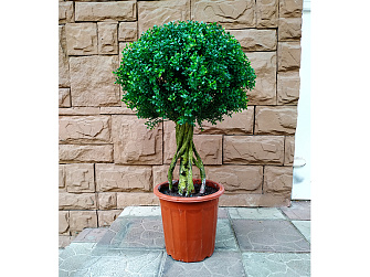 Искусственное растение Boxwood Topiary 90 