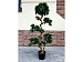 Искусственное растение Pittisporum Bonsai 150 