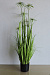 Искусственная трава в горшке Осока цветущая FG026